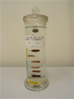 藏品(胡蜂生長過程)的圖片